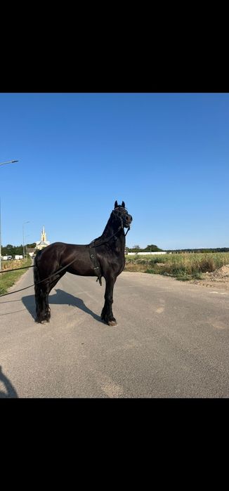 Armăsar frizian disponibil pentru montă