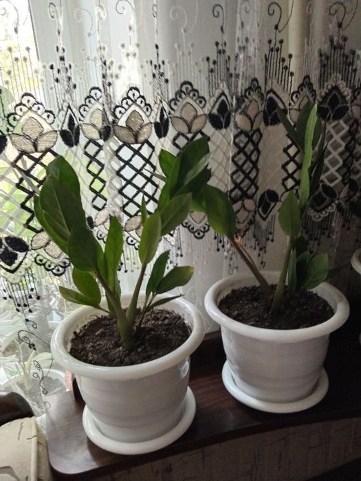 Цветы комнатные не дорого