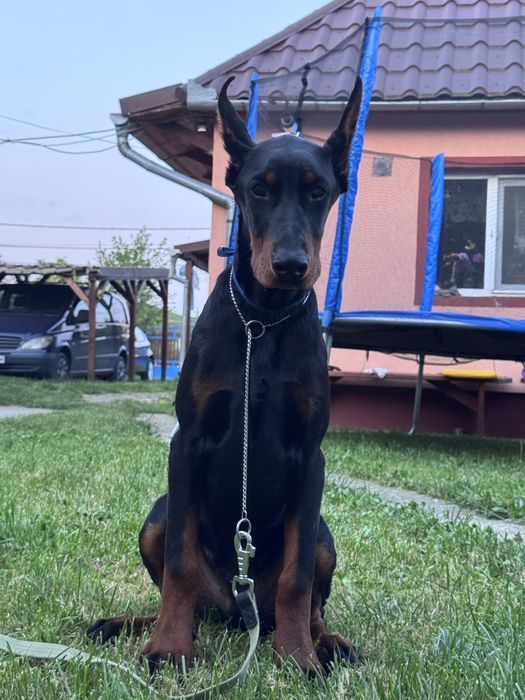Cățeluș Doberman de 11 luni cu pedigree la reducere