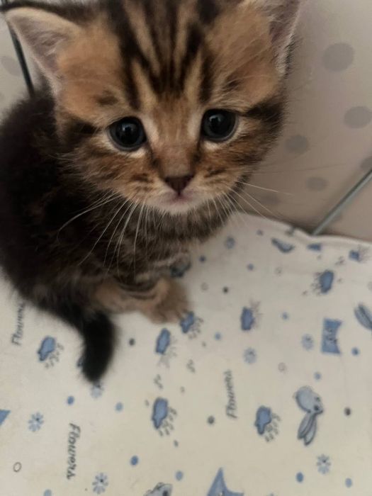 Шотландский котята