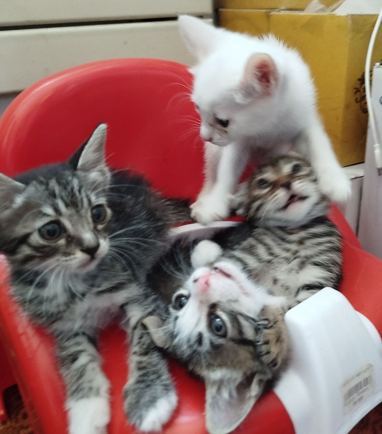 Mushukchalar котята