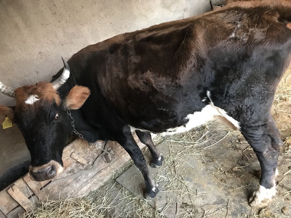 Продам карову родит в март-апрель
