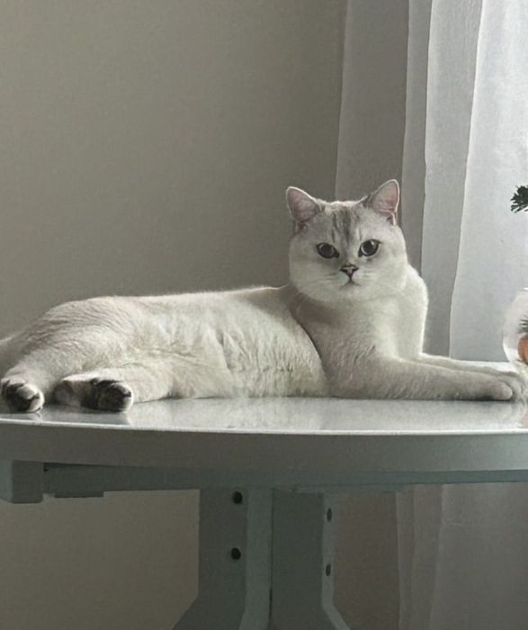 Вязка опытного кота, шиншила серебро!