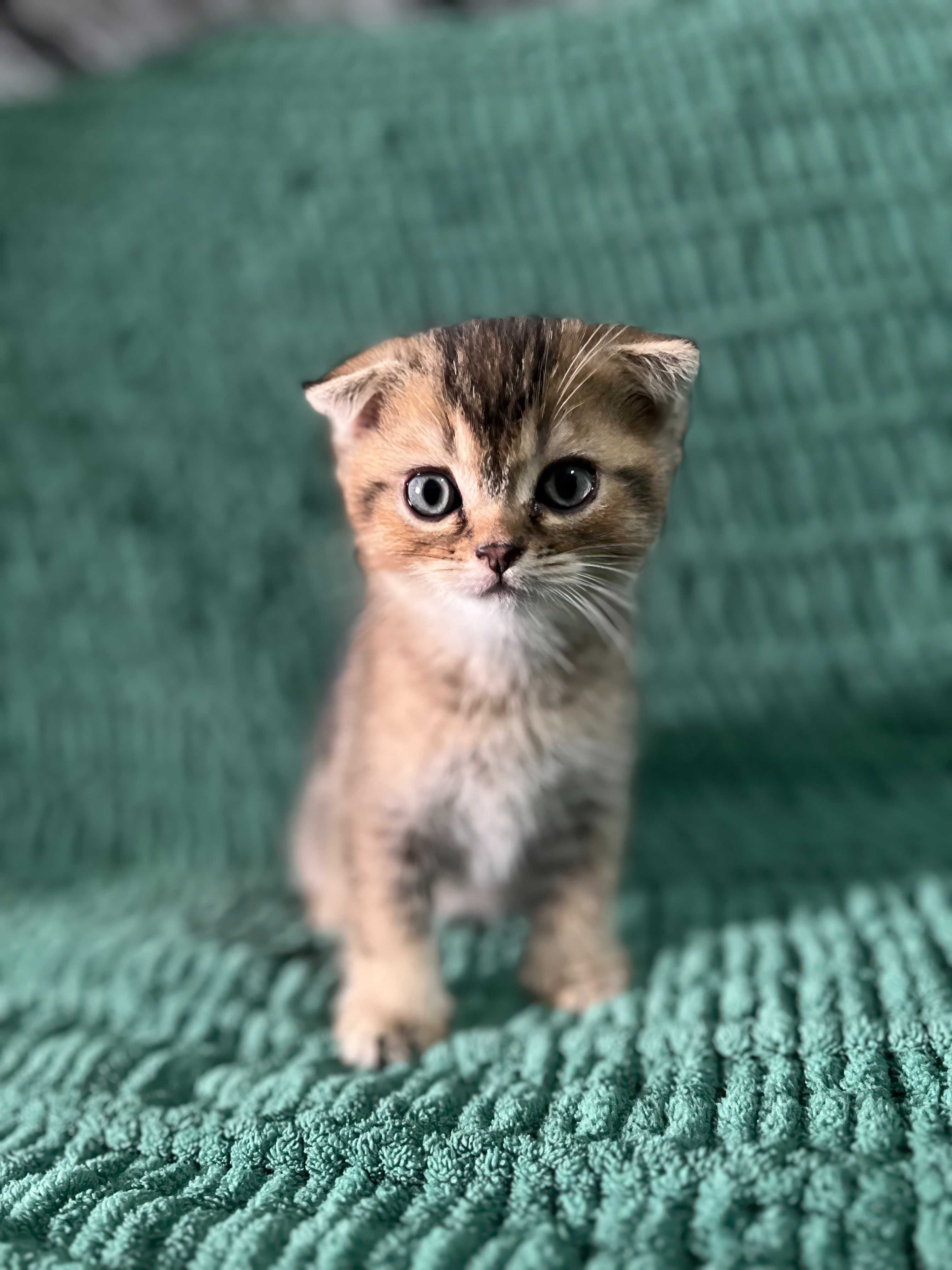 Милые котята скоттиш-фолд