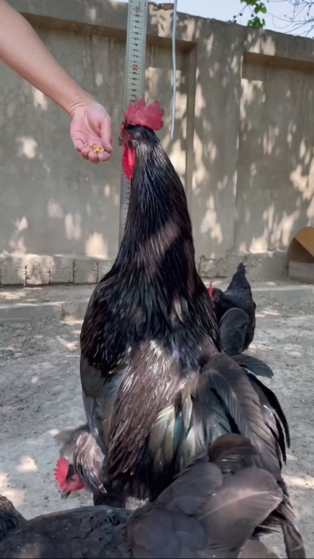 Gigant qora shaxzoda tuhunlari sotiladi