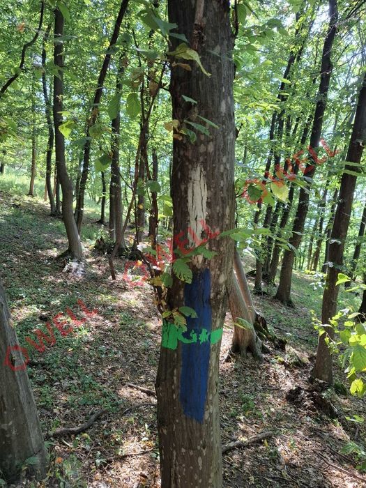 De vânzare: pădure mixtă de foioase, 7 ha, lângă Gogani