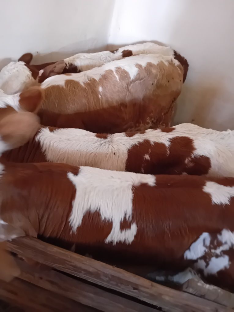 Taurasi și vitele baltati