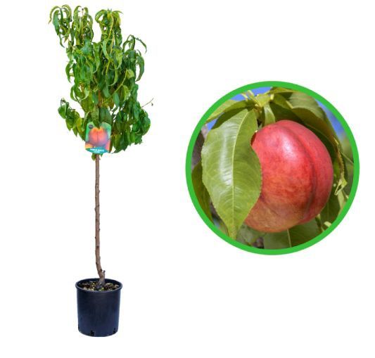 Pomi fructiferi La Ghiveci (Nectarin)