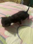 pui de pisoi pt adoptie GRATIS
