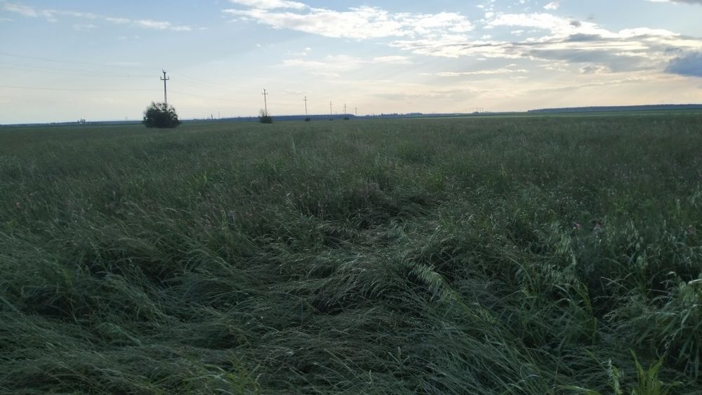 Vând baloți, dreptunghiulari 100x50x40cm, lucernă, fân, ovăz, 7 plante