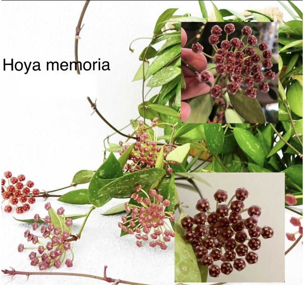 Hoya diverse soiuri