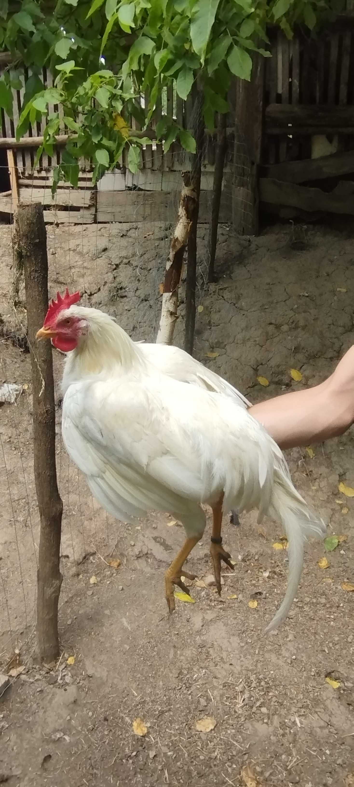 Cocoși Rasă Leghorn