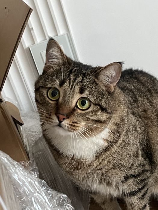 Отдам кота в хорошие руки