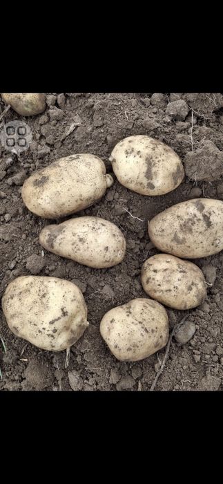 Vând cartofi calitatea superioară, calibru 60+