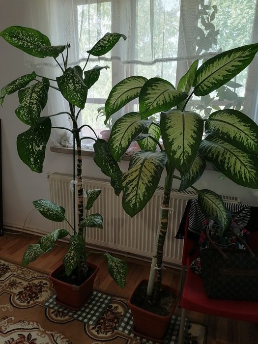 PLANTE MARI(2)- în Craiova