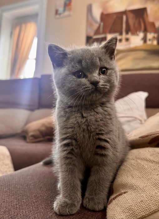 Femela British deparazitata cu carnet de sanatate