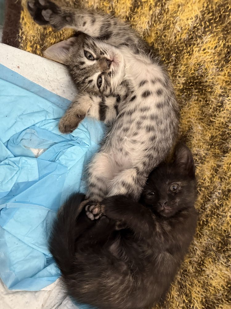 Котята ищут дом