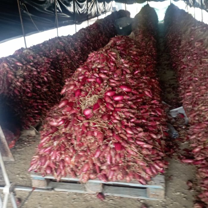 Vând ceapă roșie de apa, cantități mari!