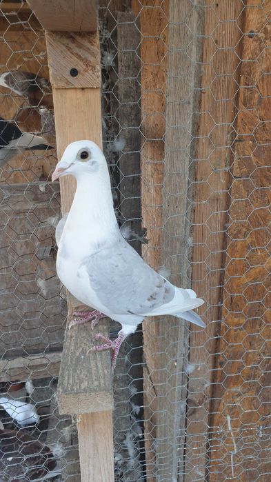 Ocazie! Vand 4 femele voiajor de concurs cu  super origini!