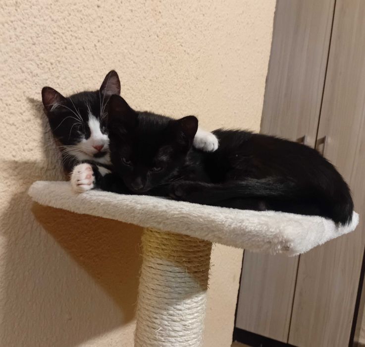 Котенца от турска ангора 2,5 месеца