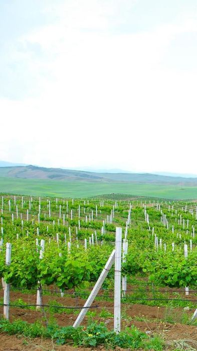 Беталды қадалар. Шпаллерлер. Стойка