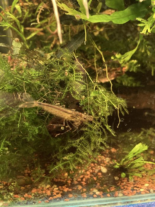 Creveti Amano - Caridina multidentata