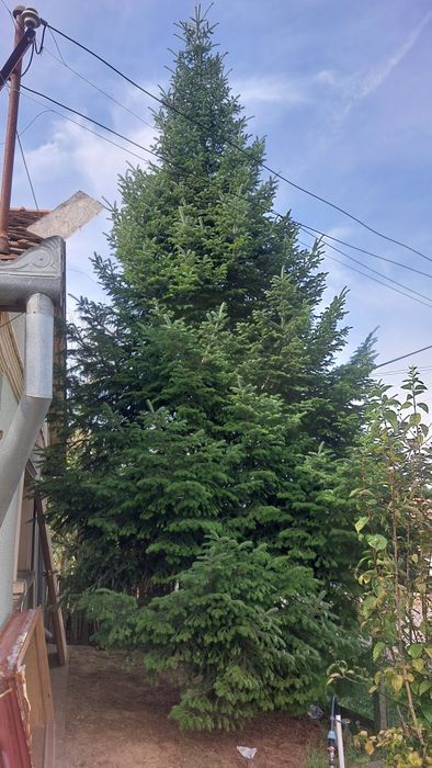 Vand copac brad pom se vinde și crengile separat