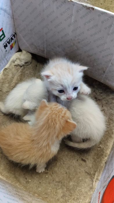 Котята в хорошие руки