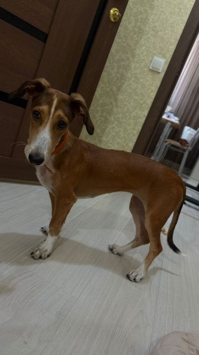 Ждём любящих хозяев