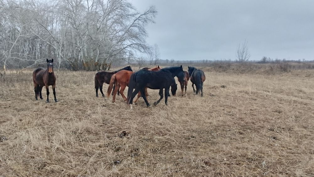 Продаются кобылы