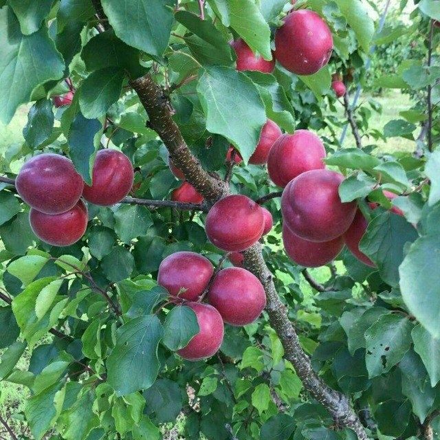 Mevali kuchatlar ishonchli va sifatli sertifkatlashtirilgan