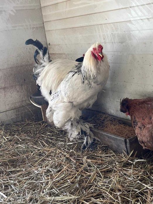Продам петушка породы светлая Брама