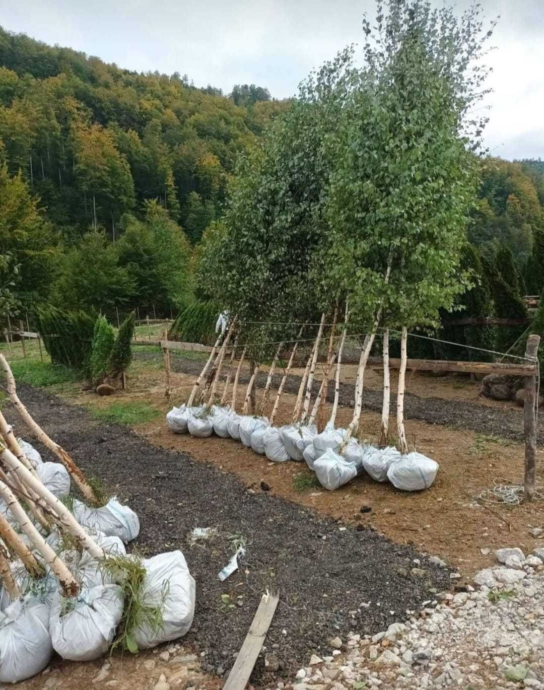 Mesteacan Alb Betula Alba, Frasin Copaci ornamentali oriunde in tara!