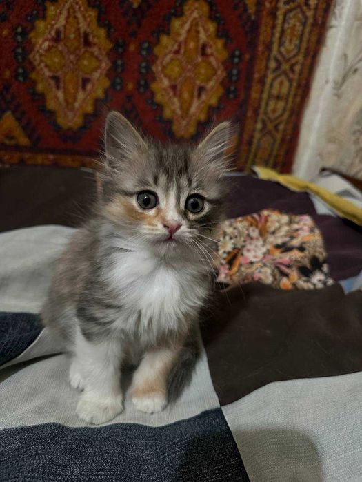 Отдам котят девочки