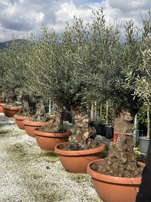 Plante ornamentale amagnoli grandeflora tuia lilandi zmarard