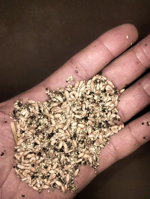 Продам зерно отход пшеничный.