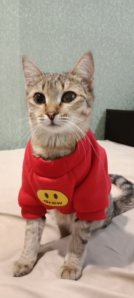 Одежда для кошек (котов)