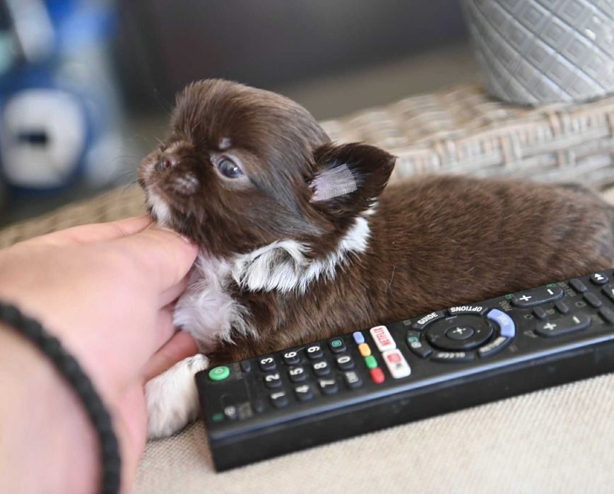 Женско дългокосместо мини чихуахуа шоколадово