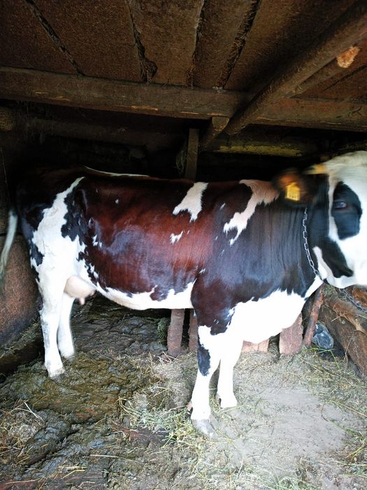 Vand vaca  Poienile Izei
