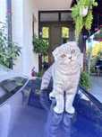Pui Scottish Fold femela