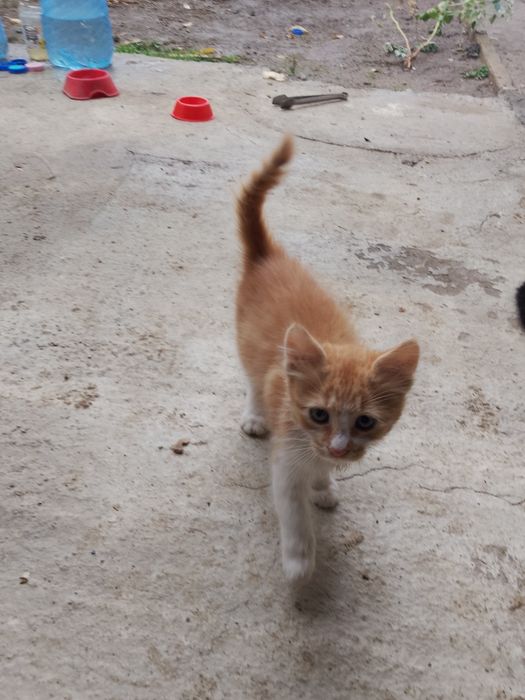 Подаряват се две котета