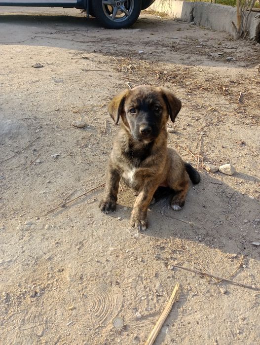 Щенки отдам бесплатно