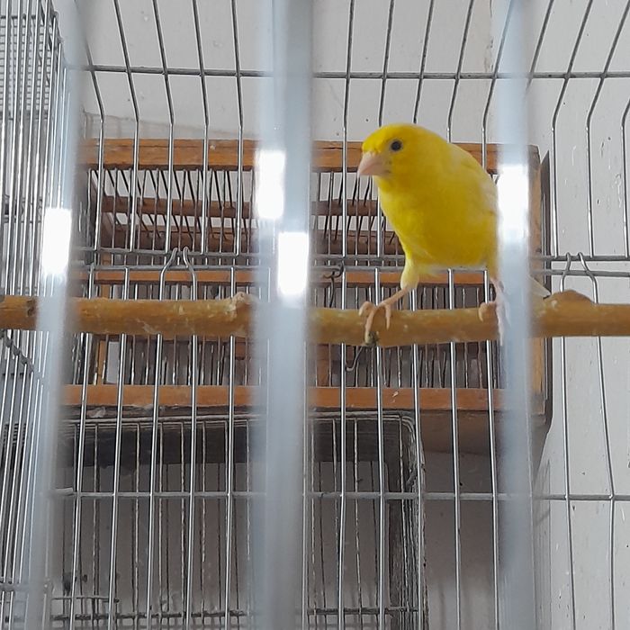 Нар канарейкалар сотилади.