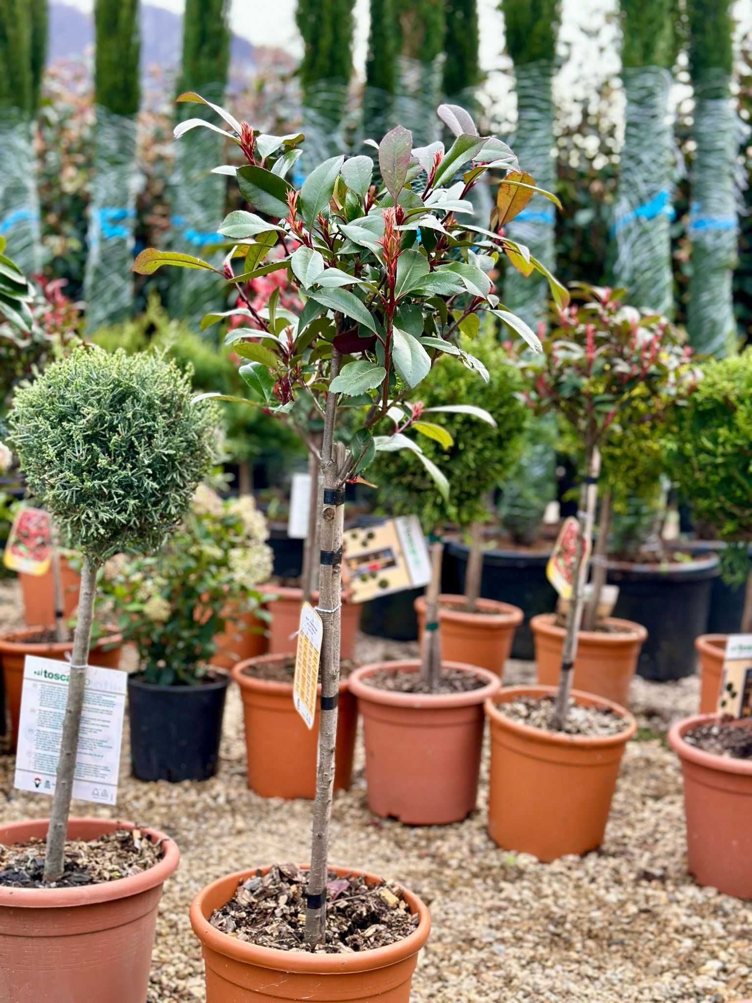 Plante ornamentale, livrare rapidă și transport gratuit în toată țara!