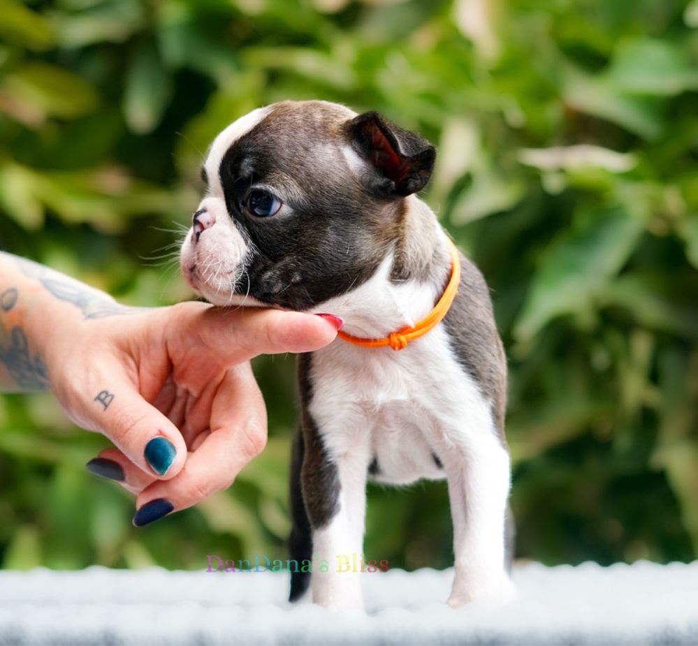Boston terrier cu pedigree - fetita