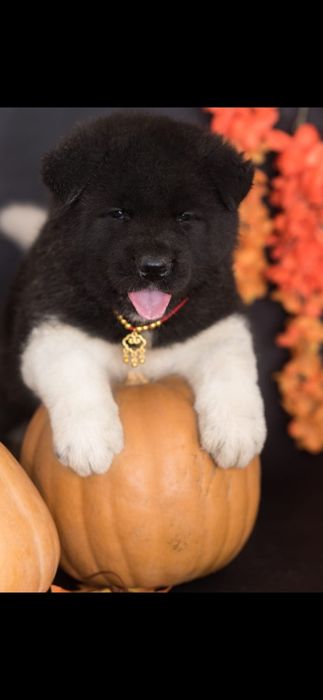 Продам Щенков Американской Акиты