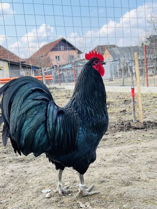 Oua pentru incubat rasa australorp