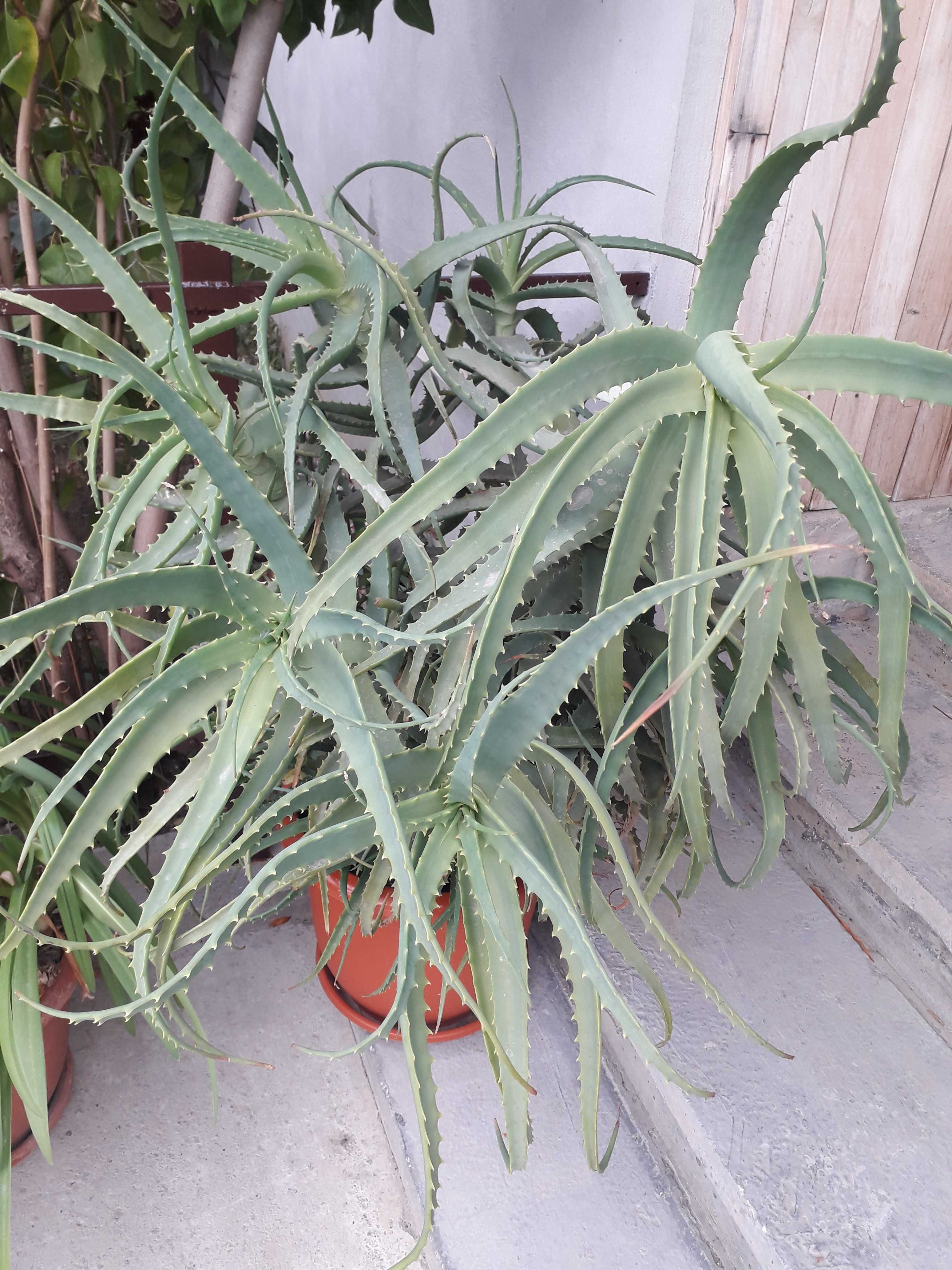 Floare filolendron, iuka, aloe vera