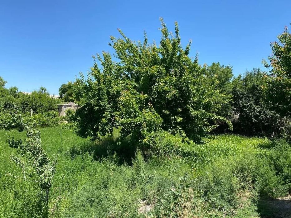 Ховли сотиди 15 сотихли майдон. Келишилади.