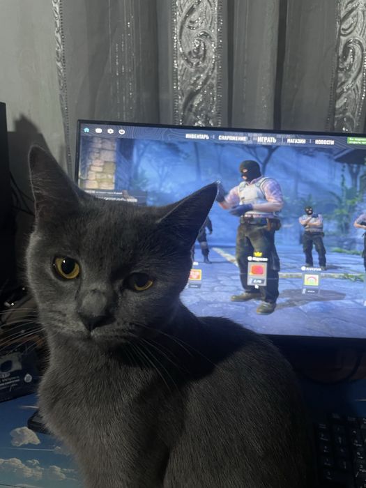 Scottish Straight urg’ochi mushuk sotiladi